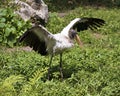 Wood Stork Bird Stock Photos.  Wood Stork Bird profile-view with spread wings in foliage. Portrait. Photo. Image. Picture Royalty Free Stock Photo