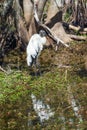 Wood stork and its reflection in Big Cypress National Preserve.Florida.USA
