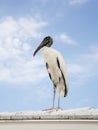 Wood stork landed on the roof