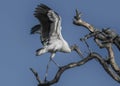 Wood Stork Landing in the Top of a Dead Tree