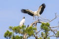 Wood Stork Landing On A Tree Royalty Free Stock Photo
