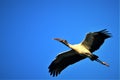 Wood stork in flight in Goodland Florida on Marco Island Royalty Free Stock Photo
