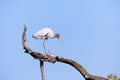 Wood Stork on limb