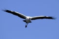 Wood stork, mycteria americana Royalty Free Stock Photo