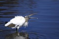 Wood stork, mycteria americana Royalty Free Stock Photo