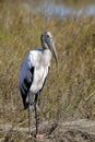 Wood stork, mycteria americana