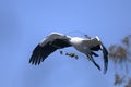 Wood stork, mycteria americana