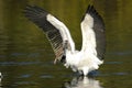 Wood stork, mycteria americana Royalty Free Stock Photo