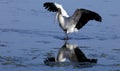 Wood Stork (Mycteria americana) Royalty Free Stock Photo