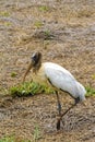 Wood stork - Mycteria americana - Costa Rica Royalty Free Stock Photo