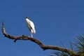 Wood Stork, Mycteria americana Royalty Free Stock Photo