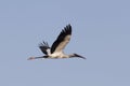 A endangered Wood Stork flying over the Everglades Royalty Free Stock Photo