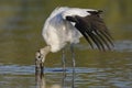 Wood Stork feeding in a shallow lagoon - Pinellas County, Florid