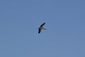 Wood stork (Mycteria americana) in flight against clear blue sky Royalty Free Stock Photo