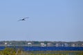 Wood stork (Mycteria americana) in flight with homes on horizon along shore Royalty Free Stock Photo