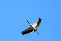 Wood Stork (Mycteria americana) Royalty Free Stock Photo