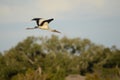 Wood Storks can be seen in large numbers in the Amelia Island, Florida Greenway Royalty Free Stock Photo