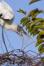 A Wood Stork building a nest in Everglades National Park, Florida Royalty Free Stock Photo