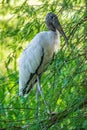 Wood stork Mycteria americana perched in cypress tree, vertical - Davie, Florida, USA Royalty Free Stock Photo