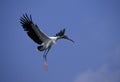 A endangered Wood Stork flying over the Everglades Royalty Free Stock Photo