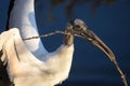 Wood Stork nest building during breeding season