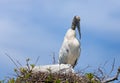 Wood Stork on the Nest Royalty Free Stock Photo