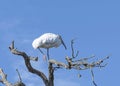 Wood Stork on One Foot in the Dead Tree Top Royalty Free Stock Photo