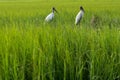 Wood stork Royalty Free Stock Photo