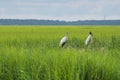 Wood stork Royalty Free Stock Photo