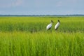 Wood stork Royalty Free Stock Photo