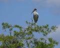 Wood stork perched in a bald cypress Royalty Free Stock Photo
