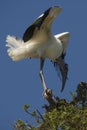 Wood stork perched on a branch in St. Augustine, Florida Royalty Free Stock Photo