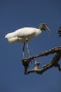 Wood stork perched on a branch in St. Augustine, Florida Royalty Free Stock Photo