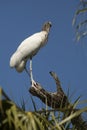 Wood stork perched on a branch in St. Augustine, Florida Royalty Free Stock Photo