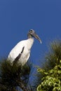 Wood Stork perched in Florida tree Royalty Free Stock Photo