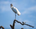 Wood Stork Royalty Free Stock Photo