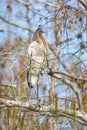 Wood stork perched on a tree in Big Cypress National Preserve.Florida.USA Royalty Free Stock Photo