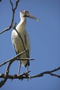 Wood stork perched in a tree in central Florida. Royalty Free Stock Photo