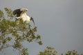 Wood stork perched in a tree in the Florida Everglades. Royalty Free Stock Photo