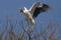 Wood stork perched in a tree in St. Augustine, Florida Royalty Free Stock Photo