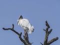 Wood Stork Posing in the Dead Tree Top Royalty Free Stock Photo