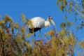 A Wood Stork Resting High Up On The Top Of A Tree In The Everglades National Park Florida Royalty Free Stock Photo