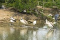 Wood stork resting in the pond Royalty Free Stock Photo