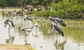 Wood stork resting in the pond Royalty Free Stock Photo