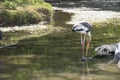 Wood stork resting in the pond Royalty Free Stock Photo