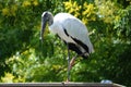 Wood Stork