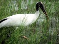 Wood Stork standing in lake