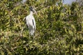 Wood Stork Standing/Perching on some Bushes Royalty Free Stock Photo