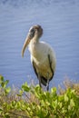 Wood Stork Wading in a Marsh - Florida Royalty Free Stock Photo