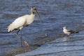 Wood Stork Wading in Shallow Water - Georgia